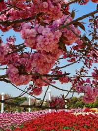 Korea Flower Park