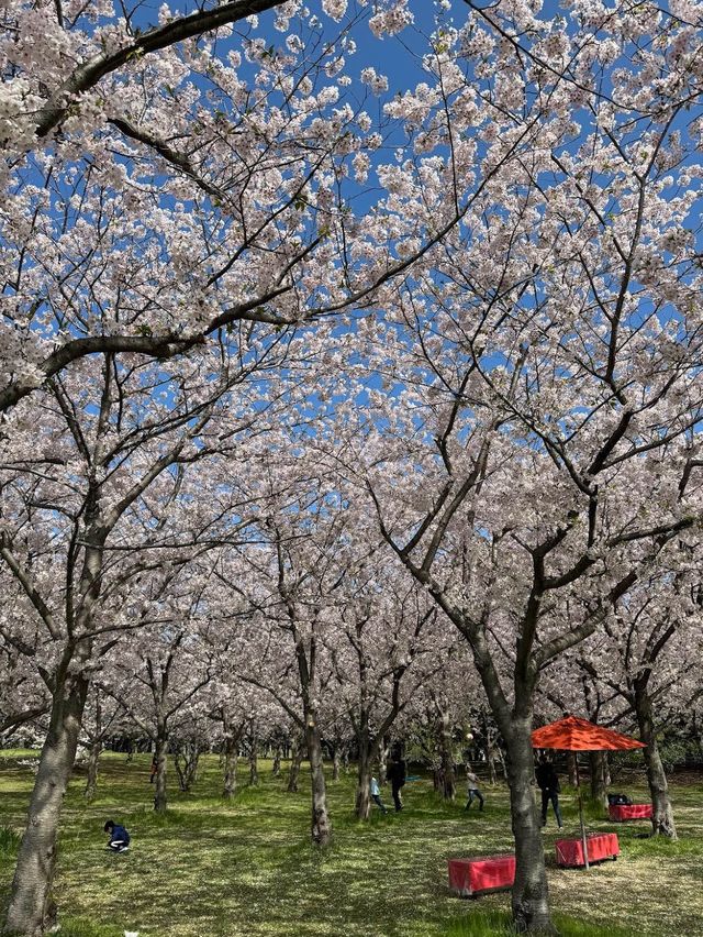 Uminonakamichi Seaside Park 