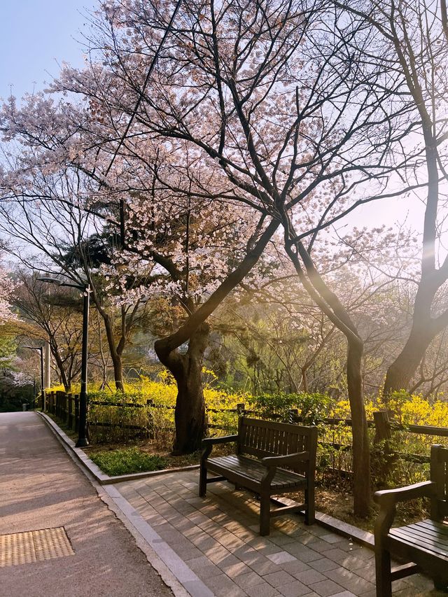 Namsan Park in South Korea 🇰🇷🌸