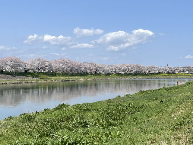 一目千本桜　宮城県の絶景【桜🌸】