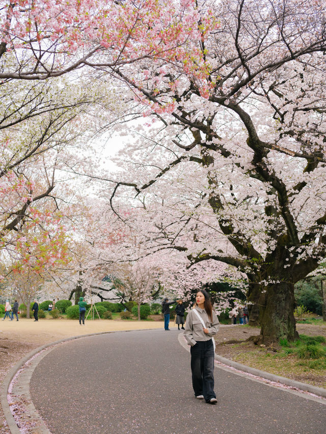 ปิกนิกชิลๆ ที่ ‘สวน Shinjuku Gyoen’ 🌸🌳