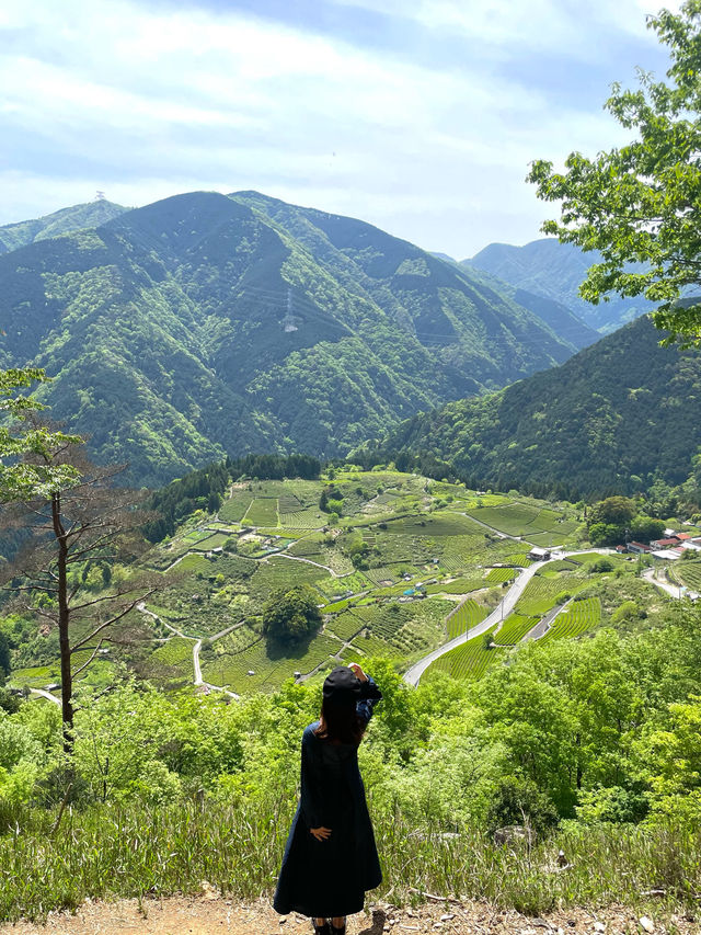 【岐阜】岐阜のマチュピチュと呼ばれる茶畑