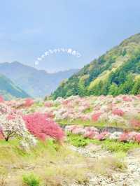 【長野】一度は絶対行きたい日本一の桃源郷