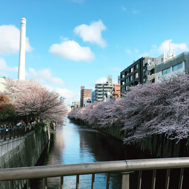 🌸中目黒桜🌸食べ歩き🚶‍♀️