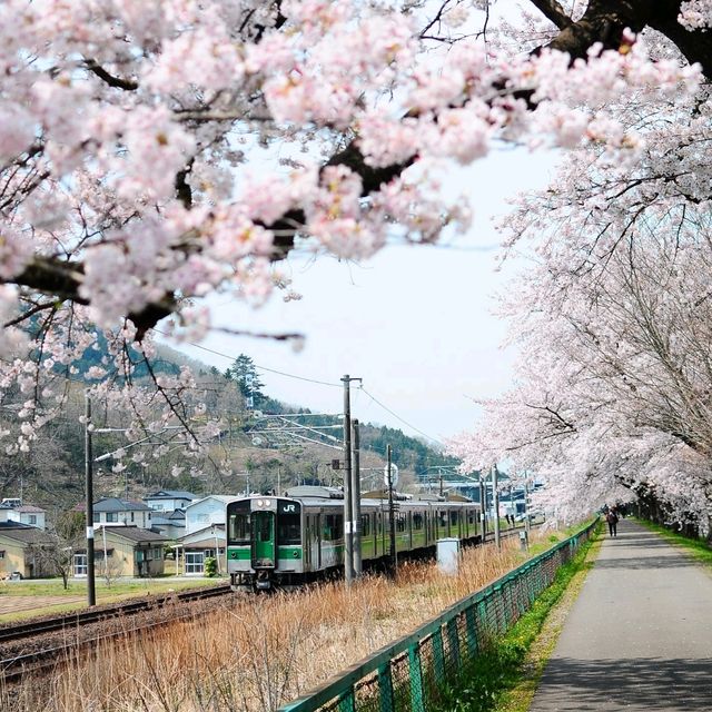 SAKURA HUNTING : SHIROISHI RIVER 