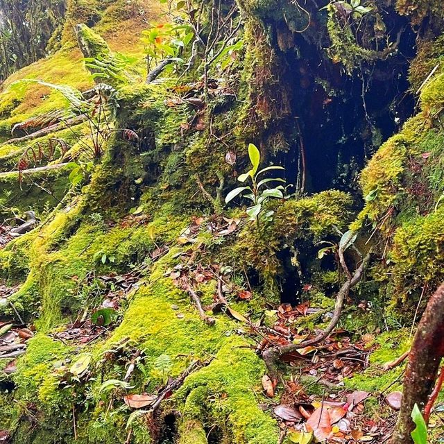  Mossy Forest Hike