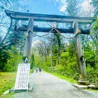 【長野県/大鳥居をくぐり⛩️美しい新緑の中を歩いて戸隠神社奥社へ】