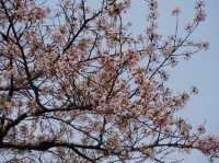 【首爾景點】「汝矣島公園」：首爾市中心清幽綠洲🌳，享受大自然，令人感到份外滿足‼️