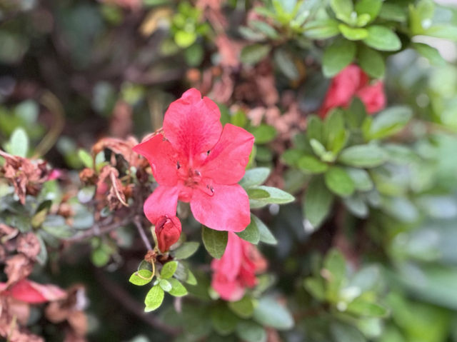 【春日好去處】萬宜水庫東壩：山海景觀，天然六角形岩柱，外國人必到‼️