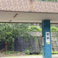 Houtong Cat Village หมู่บ้านแมวสุดน่ารัก