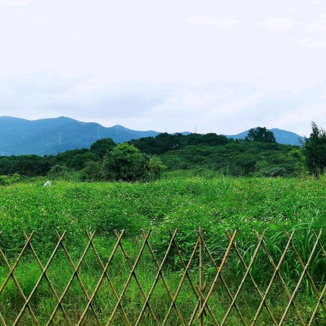 環西麗湖綠道 環西麗湖綠道