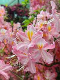 新加坡巨型溫室花園！400,000棵特色植物打卡！