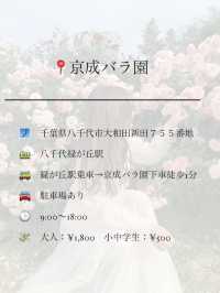バラ園でプリンセス気分👸🏼🌹【千葉】