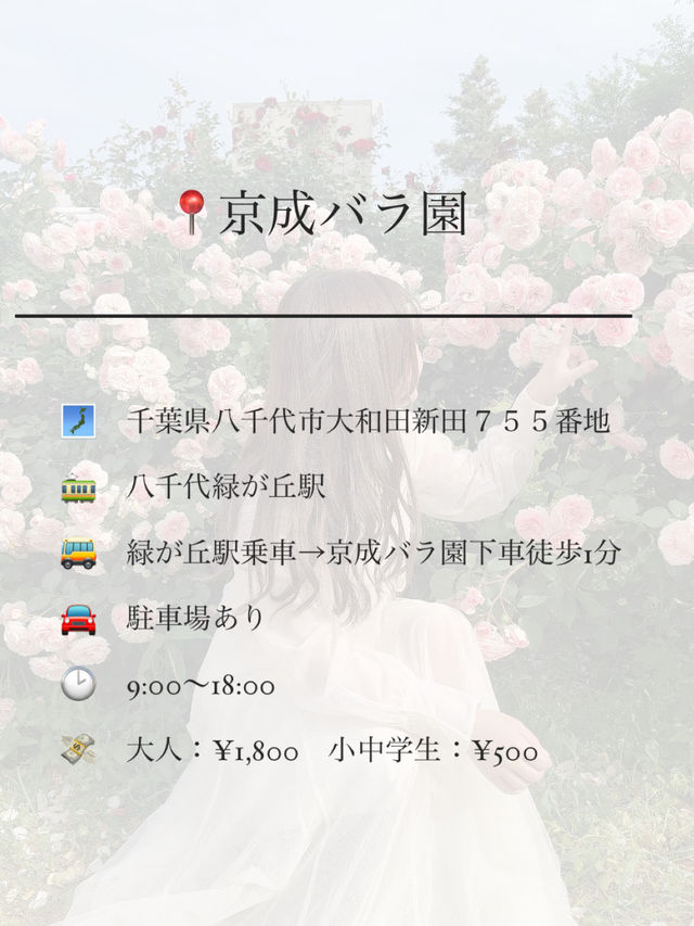 バラ園でプリンセス気分👸🏼🌹【千葉】