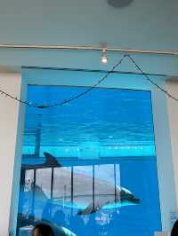 【 免費與海豚互動。水族館•海響館 】