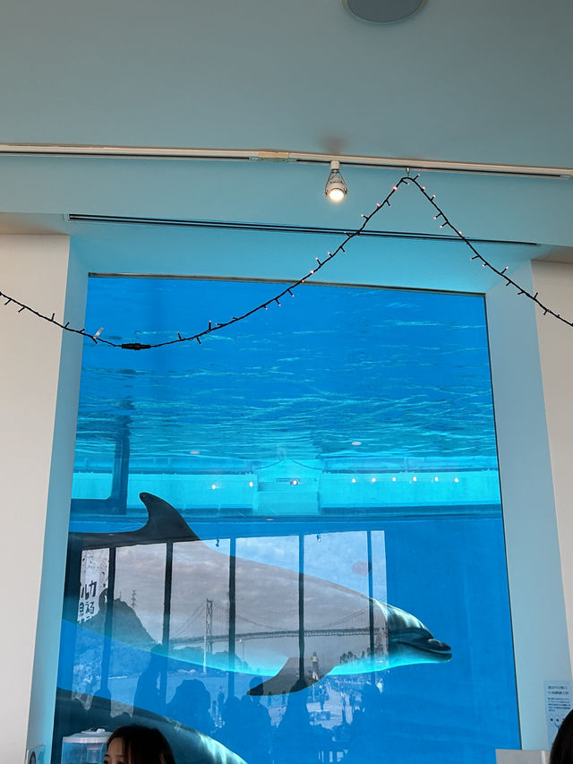 【 免費與海豚互動。水族館•海響館 】