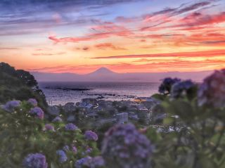 Hydrangea Park in Hayama Town