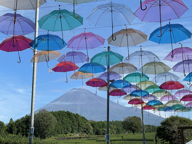 靜岡縣限定景色、茶畑加富士山