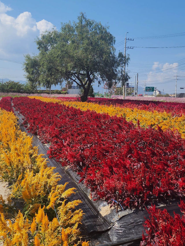Goseokjeong Flower Garden 