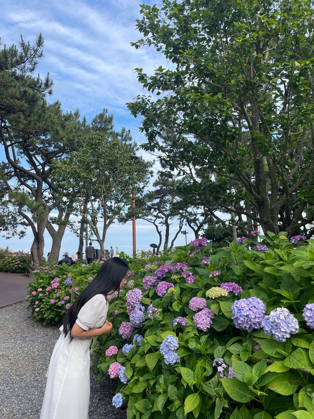 💙🩷해운대 송림공원 개화율 꼭 보세요🩷💙
