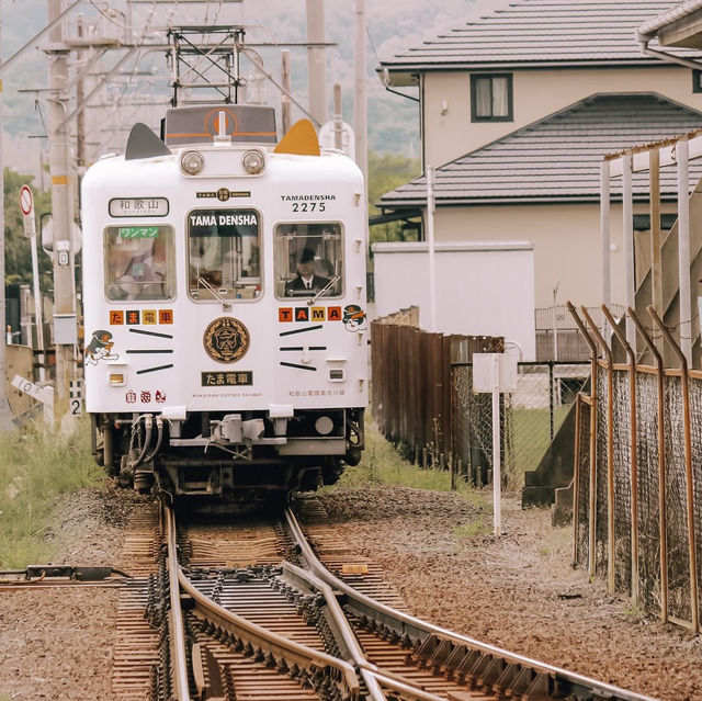 จังหวัดสุดชิวใกล้โอซาก้า นั่งรถไฟแมวสุดน่ารัก 