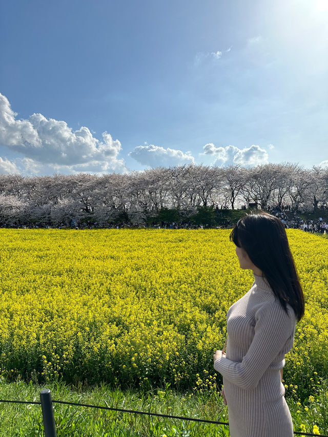 〜埼玉県〜日本一！？天国すぎる花畑✨桜×菜の花