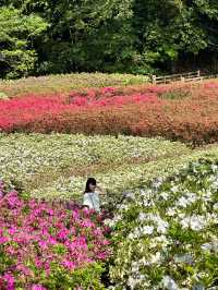 〜神奈川県〜超穴場スポット！関東最大！絶景すぎるつつじ畑🌸