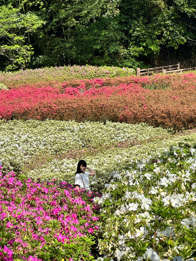 〜神奈川県〜超穴場スポット！関東最大！絶景すぎるつつじ畑🌸