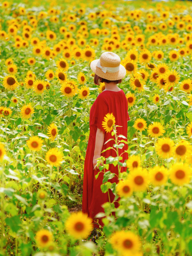 一見の価値あり❣️圧巻のひまわり畑🥰🌻兵庫県小野市🌻 一見の価値あり❣️圧巻のひまわり畑🥰🌻兵庫県小野市🌻