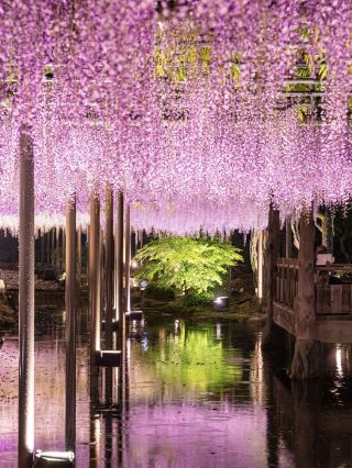 ～愛知縣～紫藤花雨絕景公園