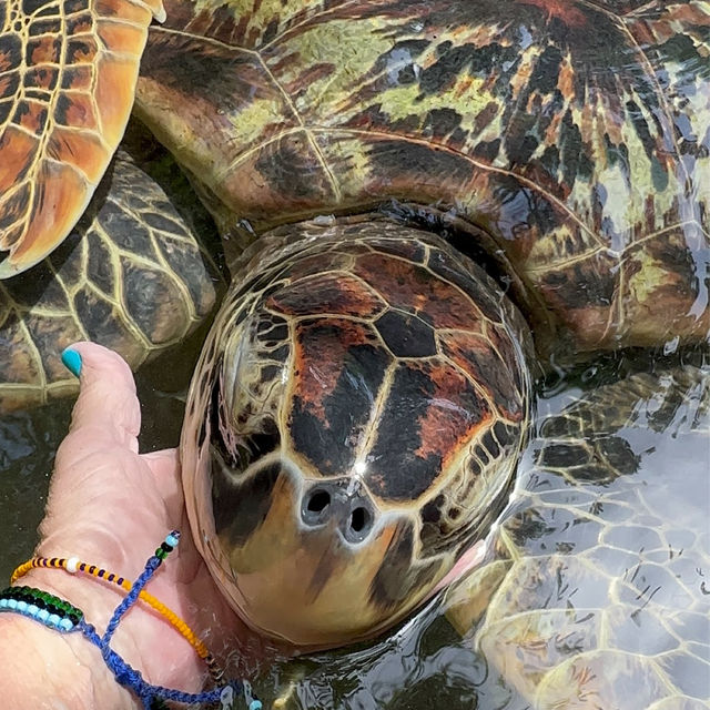 海亀と遊泳体験🐢💚