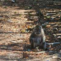 Baluran National ParkTaman Nasional Baluran