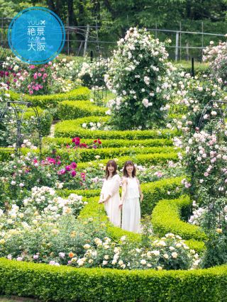 Did you know about this place? Osaka Rose Garden Everything is free and there are many photogenic spots 😊 Kansai's date spot 💫