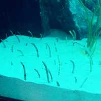 【首爾親子遊】Coex水族館：色彩繽紛海洋生物，100種旅行方式
