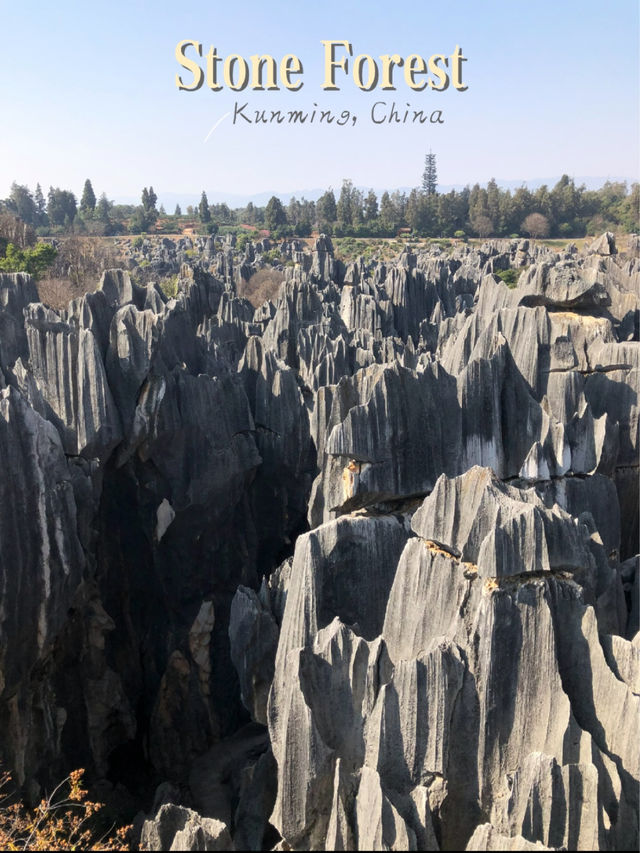 Exploring the Stone Forest in Kunming, Yunnan 🇨🇳