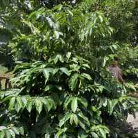 North Fields Coffee and Chocolate Tour in Costarica 