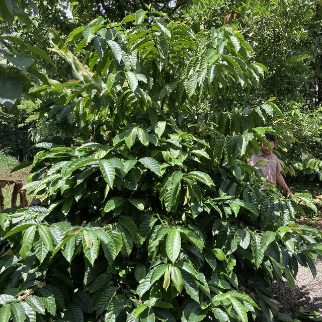 North Fields Coffee and Chocolate Tour in Costarica 