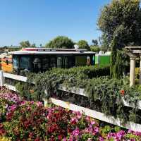 Carlsbad Flower Fields, California – A Blooming Wonderland