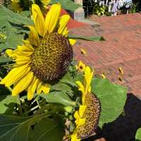 【8月好去處】英國花園～放鬆身心好去處