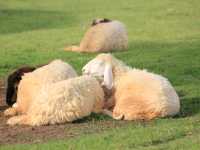 เที่ยวชมสัตว์ที่ (Viva Foresta Farm)