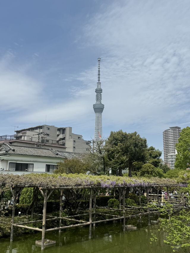 藤とスカイツリーが楽しめるスポット🪻🗼