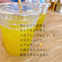 生搾り体験！？宮古島でいただくサトウキビジュース