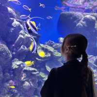 ケアンズ水族館