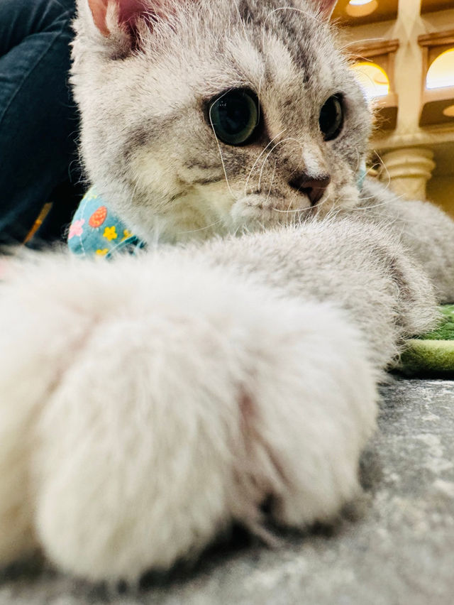 😻🔖중구 명동 사랑과 빛이 가득한 고양이 카페, 루프캣미