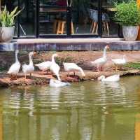 บ้านถั่วเย็น ไลฟ์สเปซ | BaanTuaYen HUA HIN