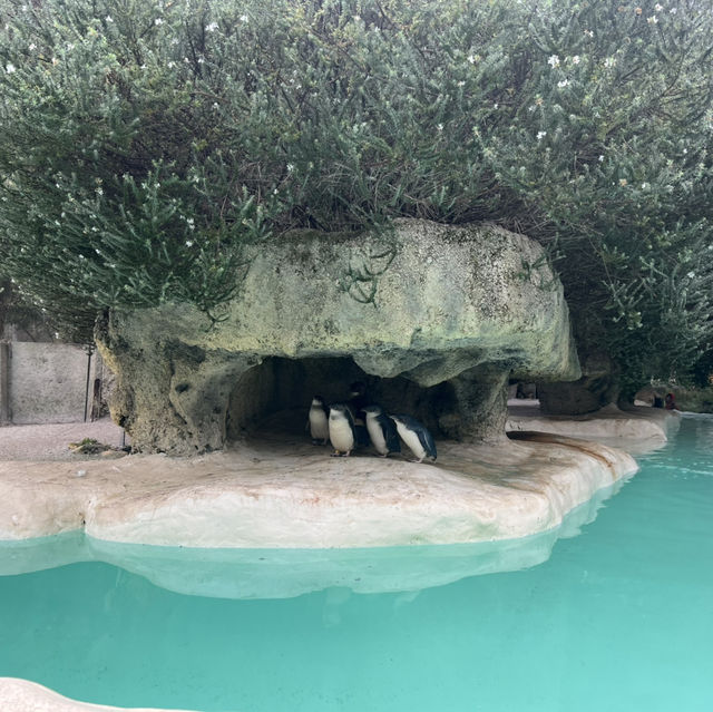 柏斯動物園 地點方便 又可以見到差唔多所有澳洲動物