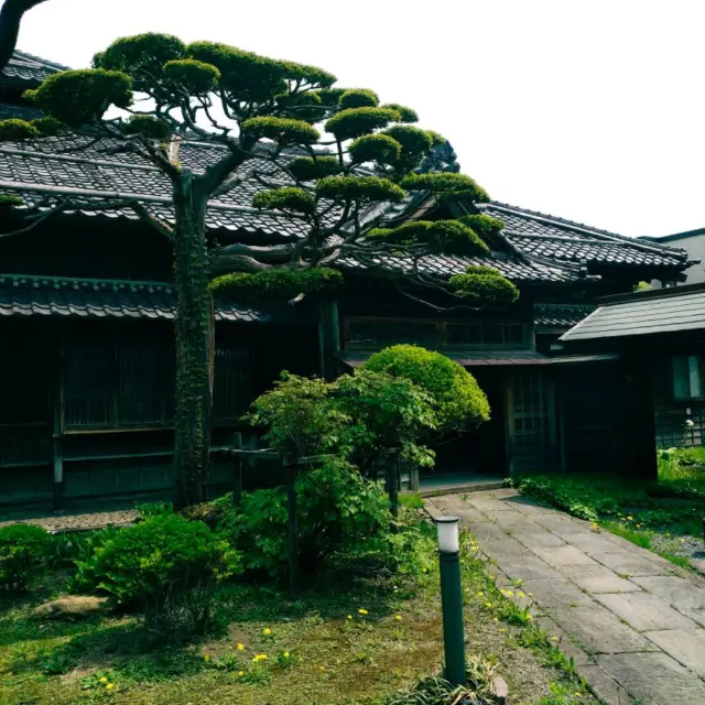 Ngắm hoa anh đào tại Inomata Residence