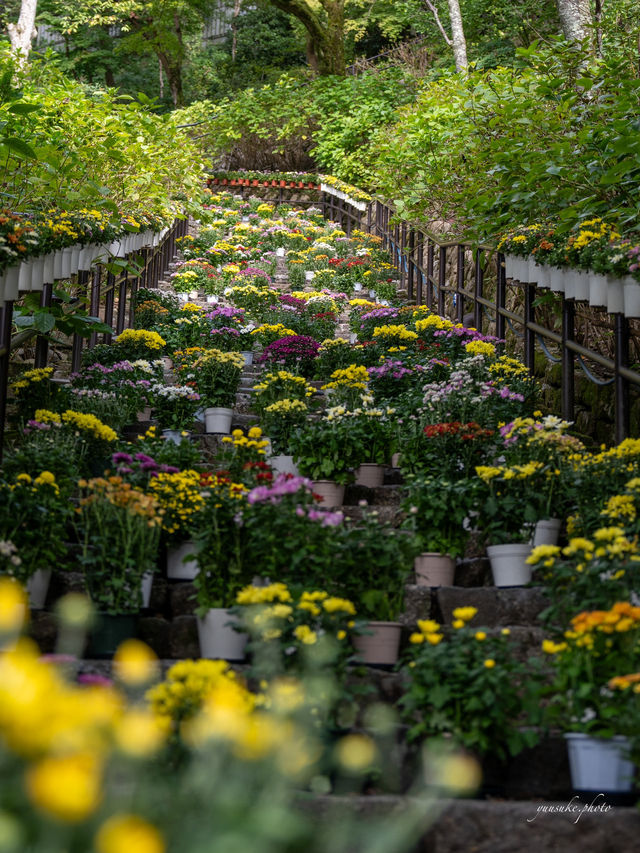 奈良の絶景✨カラフルな菊の花○○○鉢 菊の回廊2024開催中10/5~12/8迄。