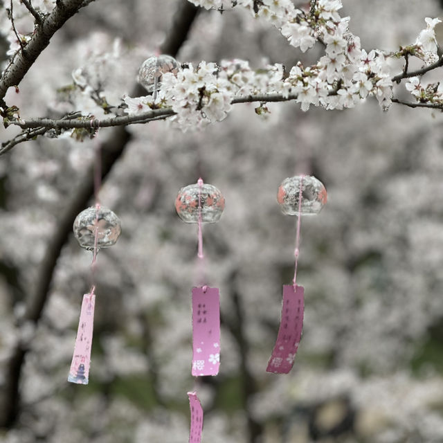 Hidden Gem for Cherry Blossom - WuXi, China 