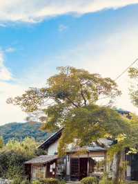 Arashiyama Bamboo Forest